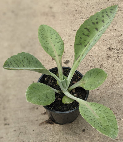 Kalanchoe Donkey Ears